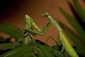 praying_mantis_sexual_cannibalism