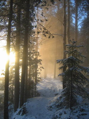 Winterlandschaft in Umea