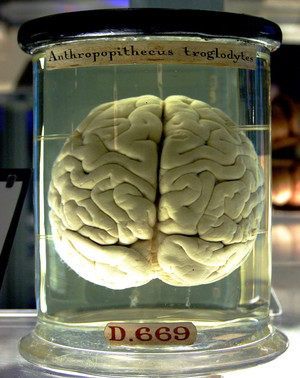 Chimp Brain in a jar Chimp Brain in a jar