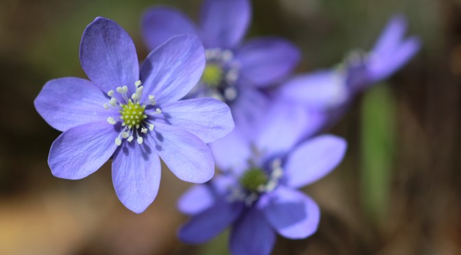 Den före detta sverigedemokraten Jimmy Windeskog berättar