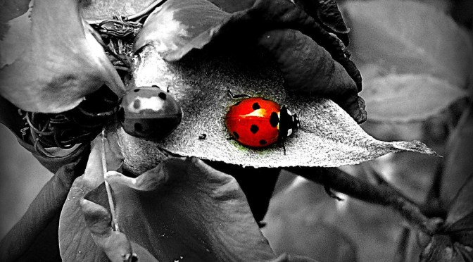 Rätten att vara annorlunda