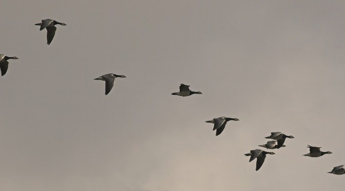 Uppehållstillstånd: Nästan samma nivåer idag (2022) som under förra flyktingvågen