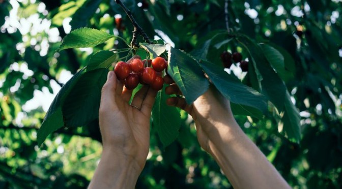 Vilhelm Moberg versus SD