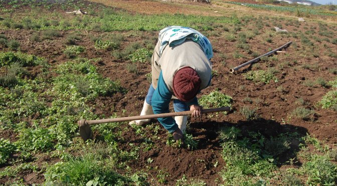 Myt: ”Folkmord på vita i Sydafrika”